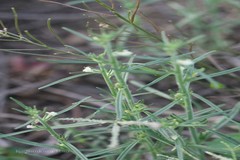 Striga euphrasioides